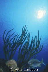 Fish by Vito Lorusso 